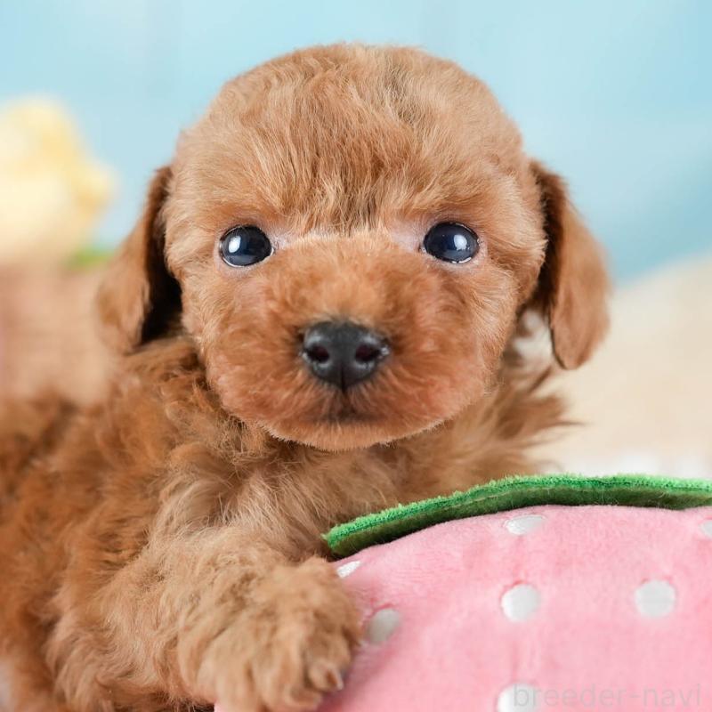 販売中の埼玉県のトイプードル-436378の1枚目