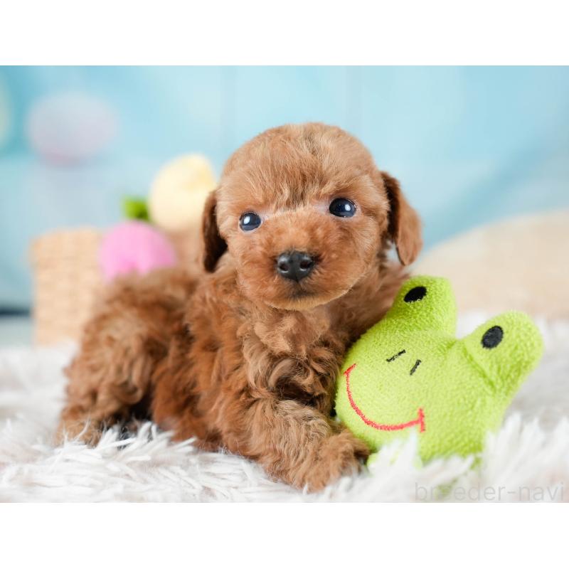 販売中の埼玉県のトイプードル-436378の11枚目