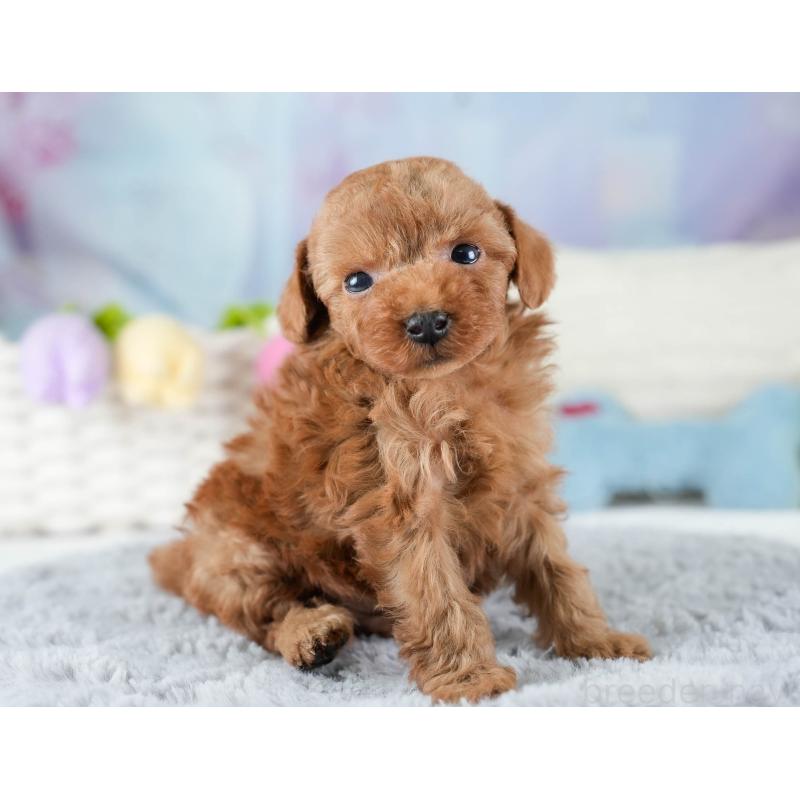 販売中の埼玉県のトイプードル-436378の10枚目