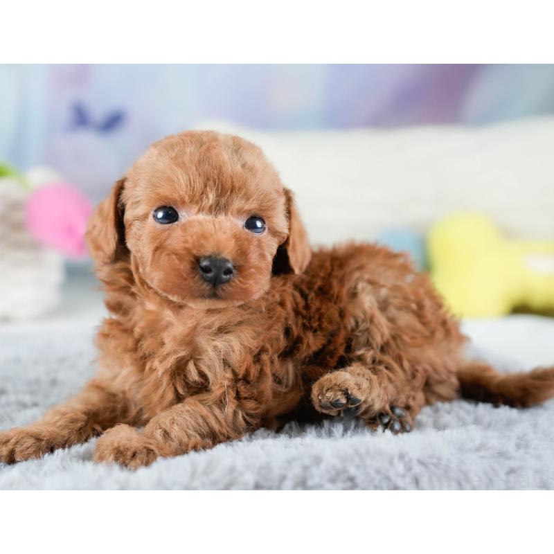 販売中の埼玉県のトイプードル-436378の9枚目