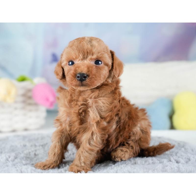 販売中の埼玉県のトイプードル-436378の8枚目