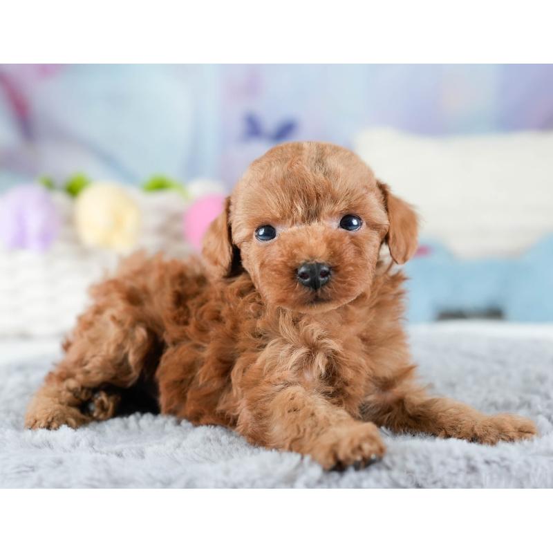 販売中の埼玉県のトイプードル-436378の7枚目