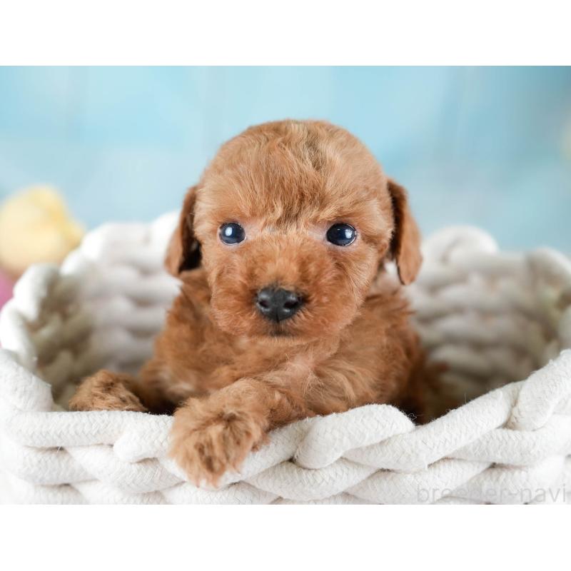 販売中の埼玉県のトイプードル-436378の6枚目