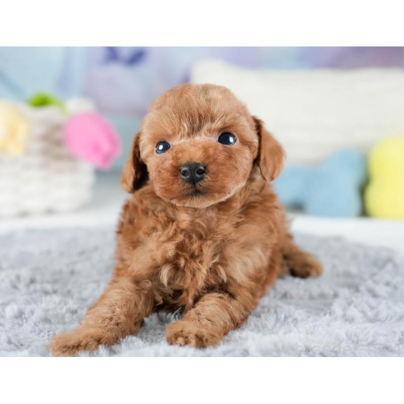 販売中の埼玉県のトイプードル-436378の5枚目