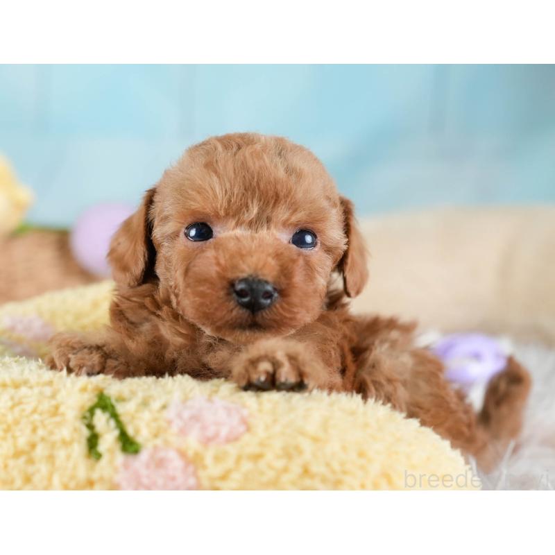 販売中の埼玉県のトイプードル-436378の4枚目