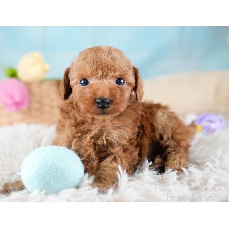 販売中の埼玉県のトイプードル-436378の3枚目