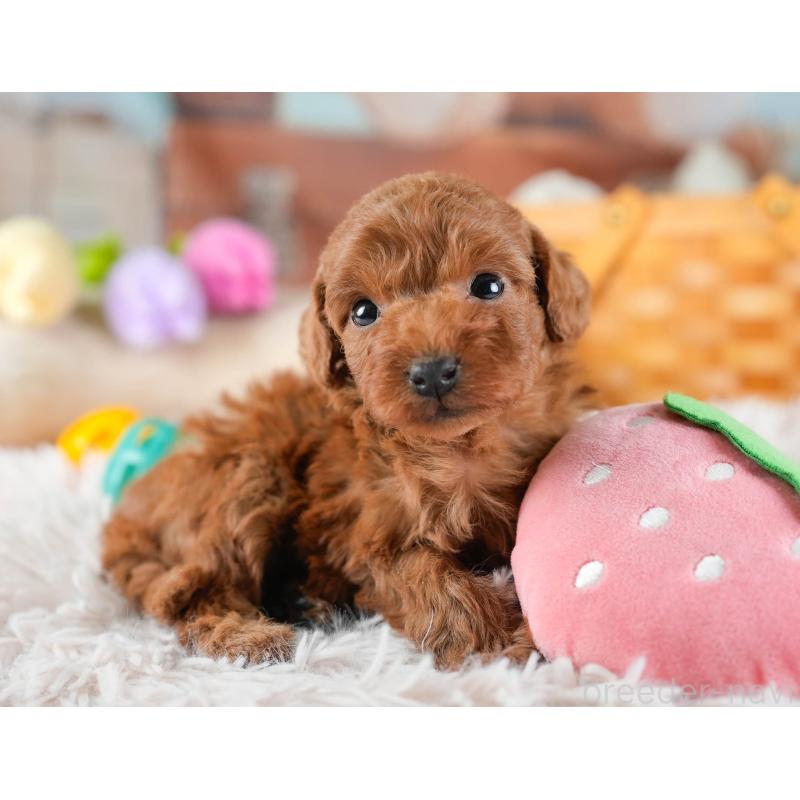 販売中の埼玉県のトイプードル-436376の11枚目