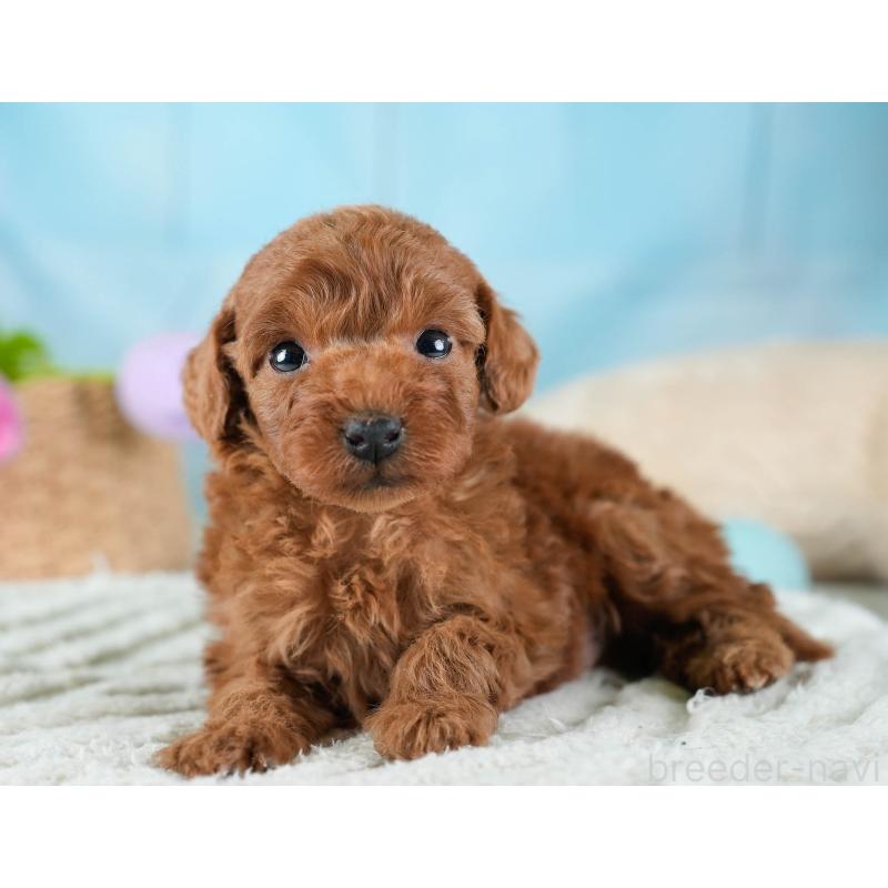 販売中の埼玉県のトイプードル-436376の10枚目