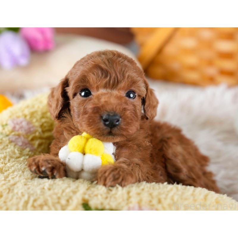 販売中の埼玉県のトイプードル-436376の9枚目