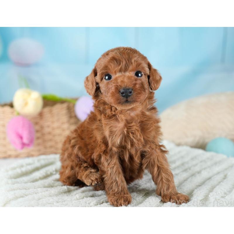 販売中の埼玉県のトイプードル-436376の8枚目