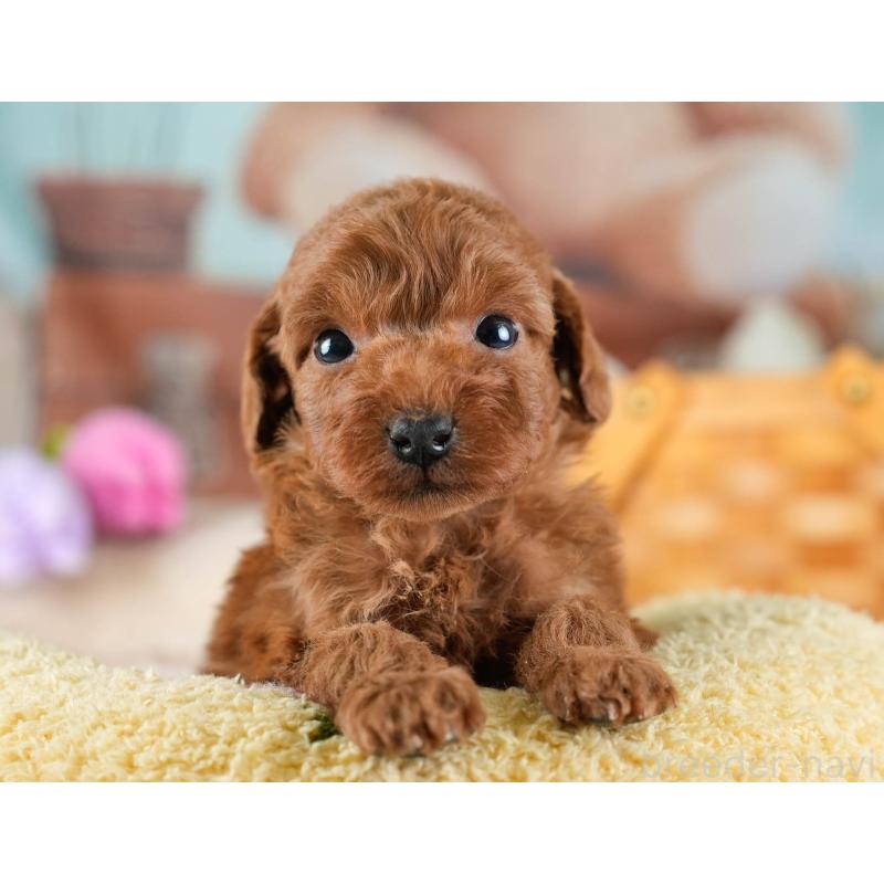 販売中の埼玉県のトイプードル-436376の7枚目