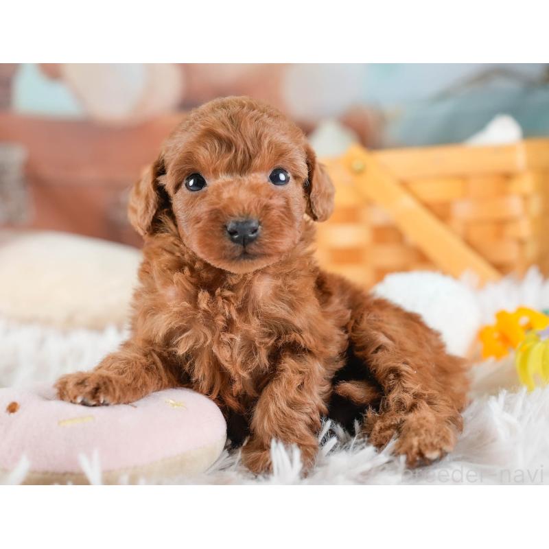 販売中の埼玉県のトイプードル-436376の5枚目