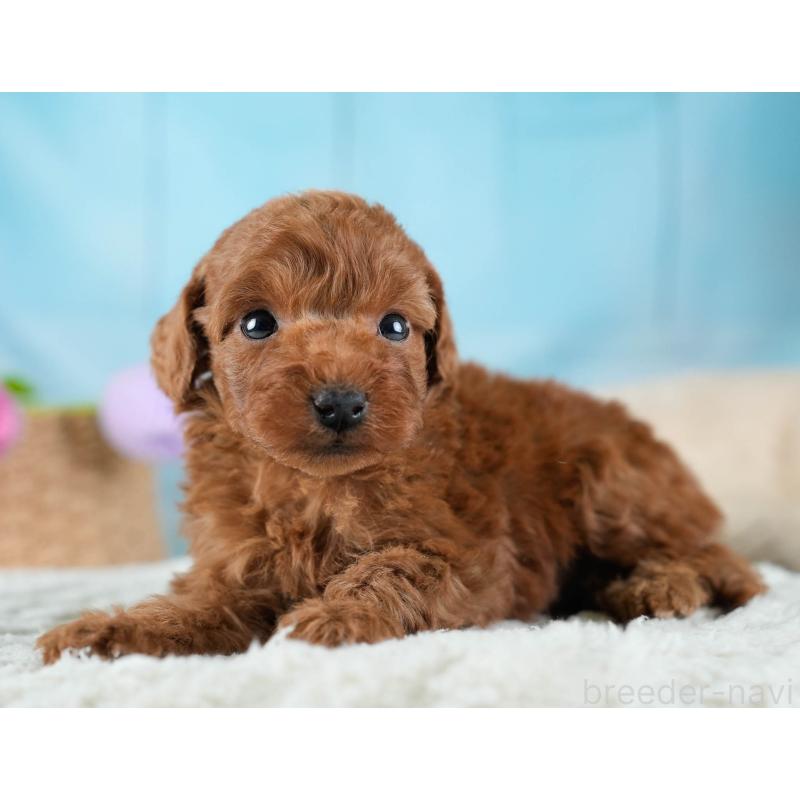 販売中の埼玉県のトイプードル-436376の4枚目