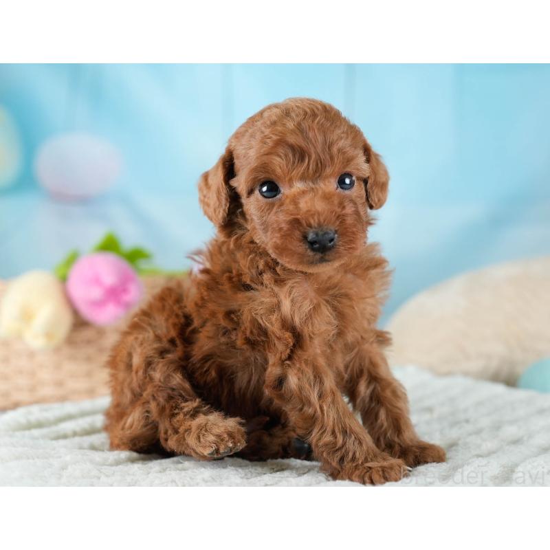 販売中の埼玉県のトイプードル-436376の3枚目