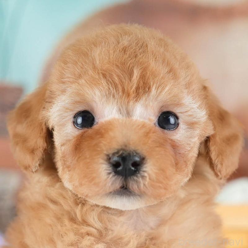 販売中ののトイプードル-436363