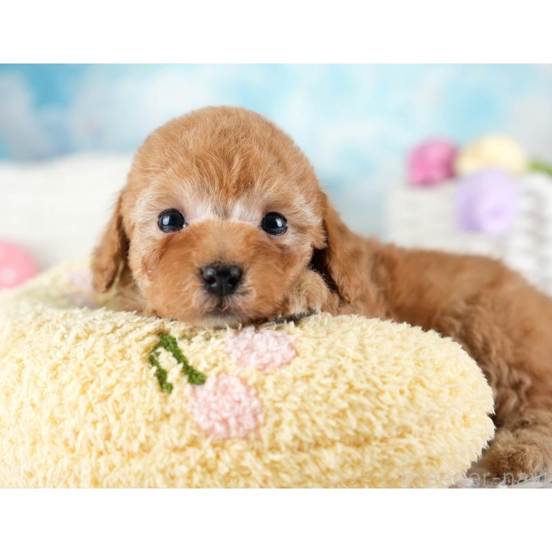 販売中の埼玉県のトイプードル-436363の11枚目