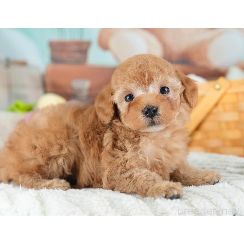 販売中の埼玉県のトイプードル-436363の10枚目