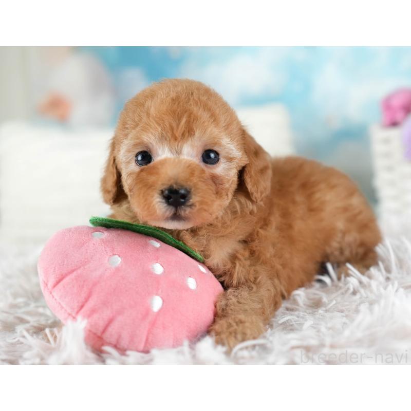 販売中の埼玉県のトイプードル-436363の9枚目