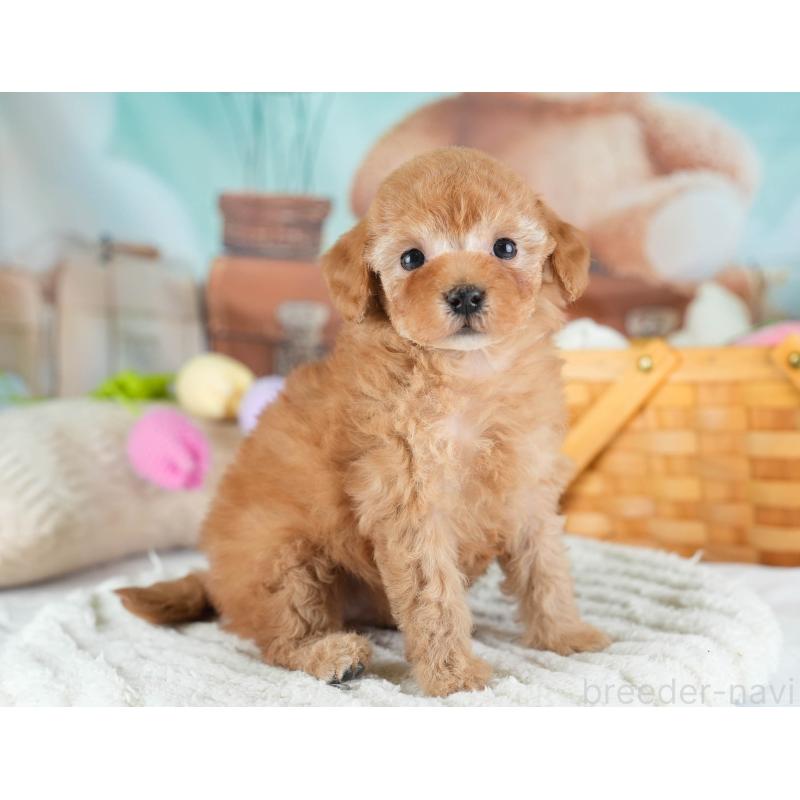 販売中の埼玉県のトイプードル-436363の8枚目