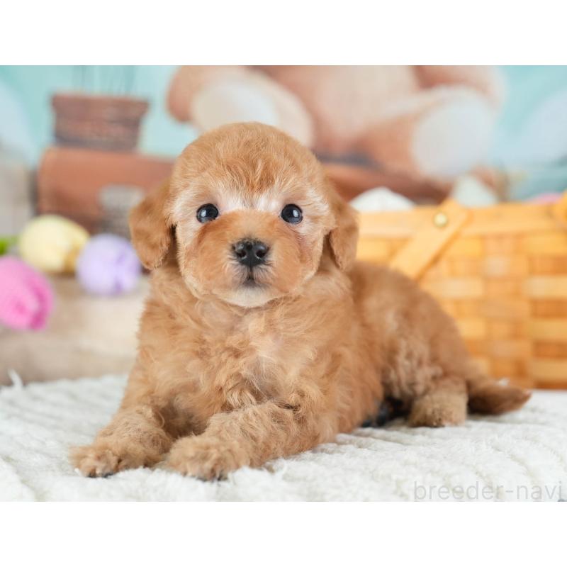 販売中の埼玉県のトイプードル-436363の6枚目