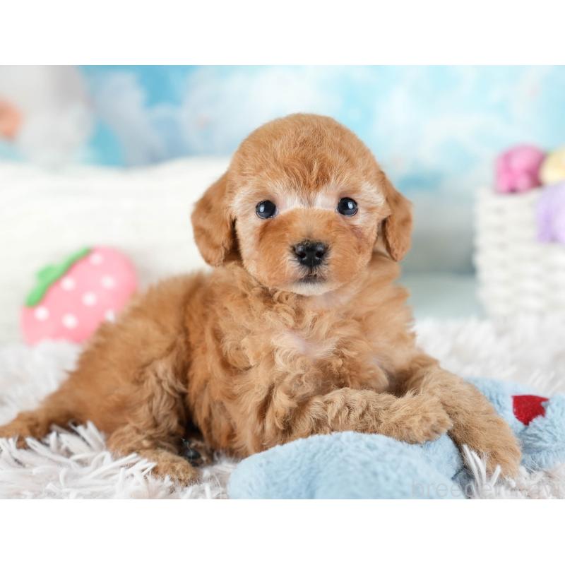 販売中の埼玉県のトイプードル-436363の5枚目