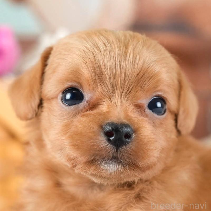 販売中ののチワプー:チワワ×トイプードル-436355