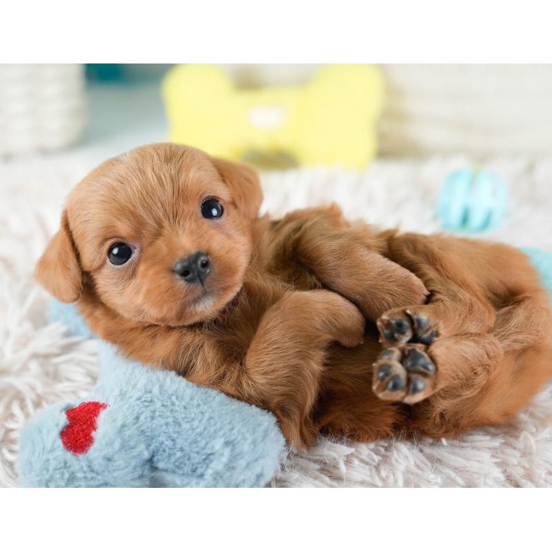 販売中の埼玉県のチワプー:チワワ×トイプードル-436355の11枚目