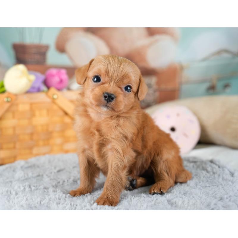 販売中の埼玉県のチワプー:チワワ×トイプードル-436355の10枚目