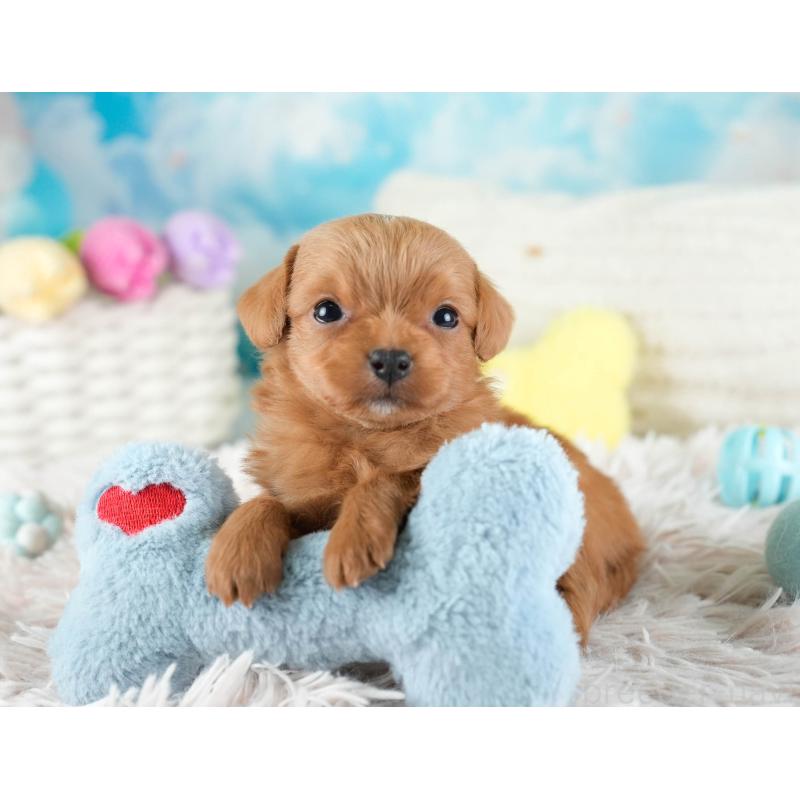 販売中の埼玉県のチワプー:チワワ×トイプードル-436355の9枚目