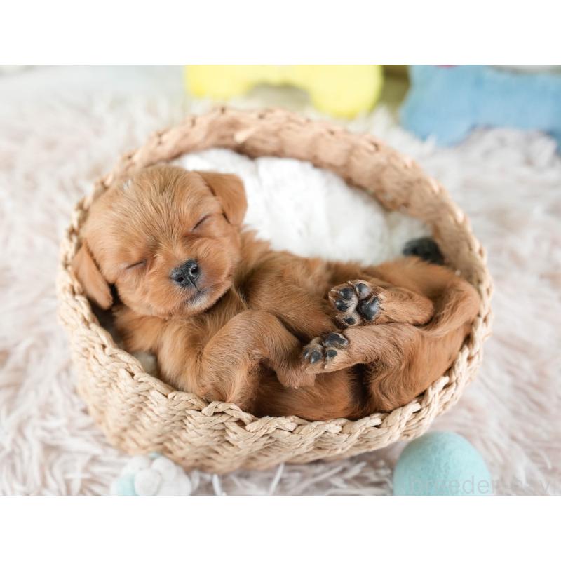 販売中の埼玉県のチワプー:チワワ×トイプードル-436355の8枚目