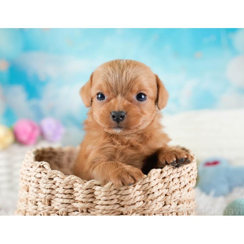 販売中の埼玉県のチワプー:チワワ×トイプードル-436355の7枚目