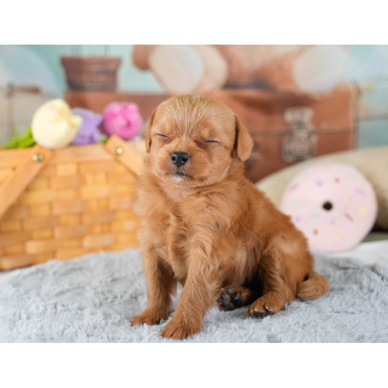 販売中の埼玉県のチワプー:チワワ×トイプードル-436355の5枚目