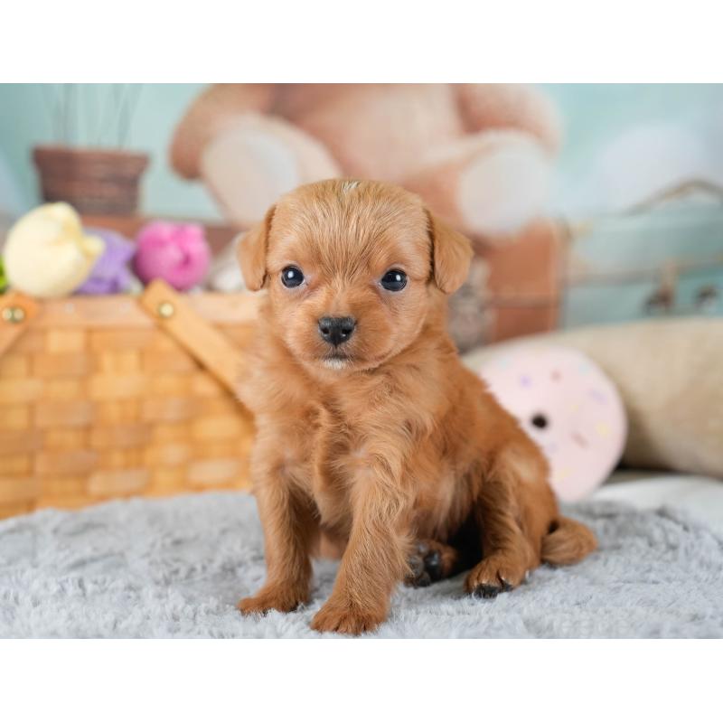 販売中の埼玉県のチワプー:チワワ×トイプードル-436355の4枚目