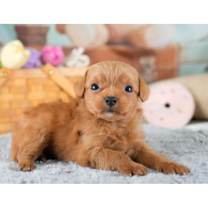 販売中の埼玉県のチワプー:チワワ×トイプードル-436355の3枚目