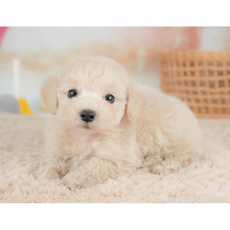 販売中の栃木県のマルプー:マルチーズ×トイプードル-436567の1枚目