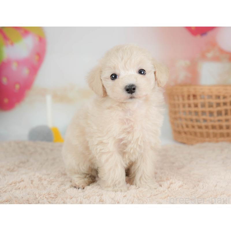 販売中の栃木県のマルプー:マルチーズ×トイプードル-436567の11枚目