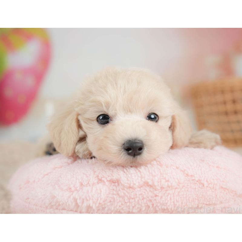 販売中の栃木県のマルプー:マルチーズ×トイプードル-436567の10枚目