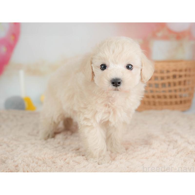 販売中の栃木県のマルプー:マルチーズ×トイプードル-436567の9枚目