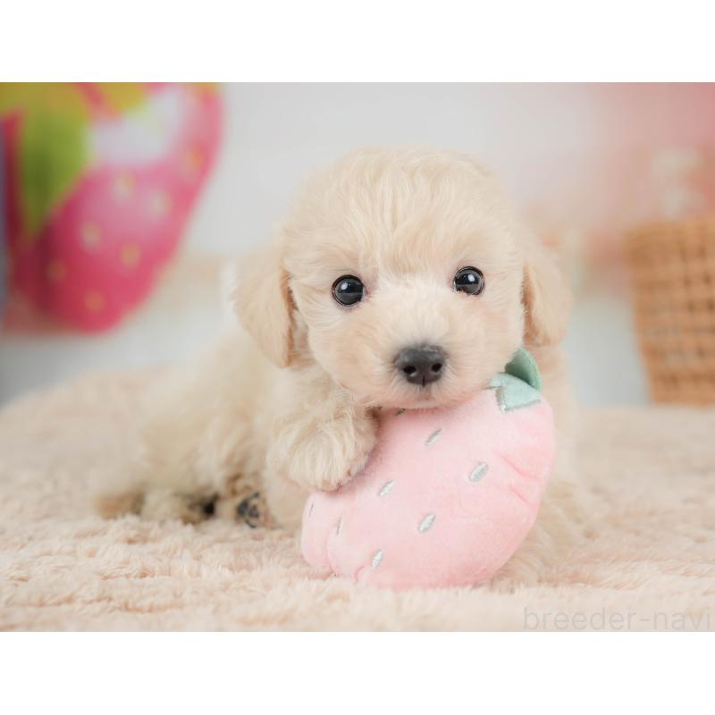 販売中の栃木県のマルプー:マルチーズ×トイプードル-436567の8枚目