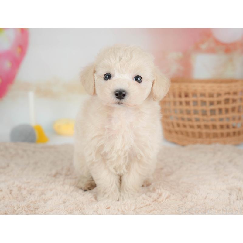 販売中の栃木県のマルプー:マルチーズ×トイプードル-436567の7枚目