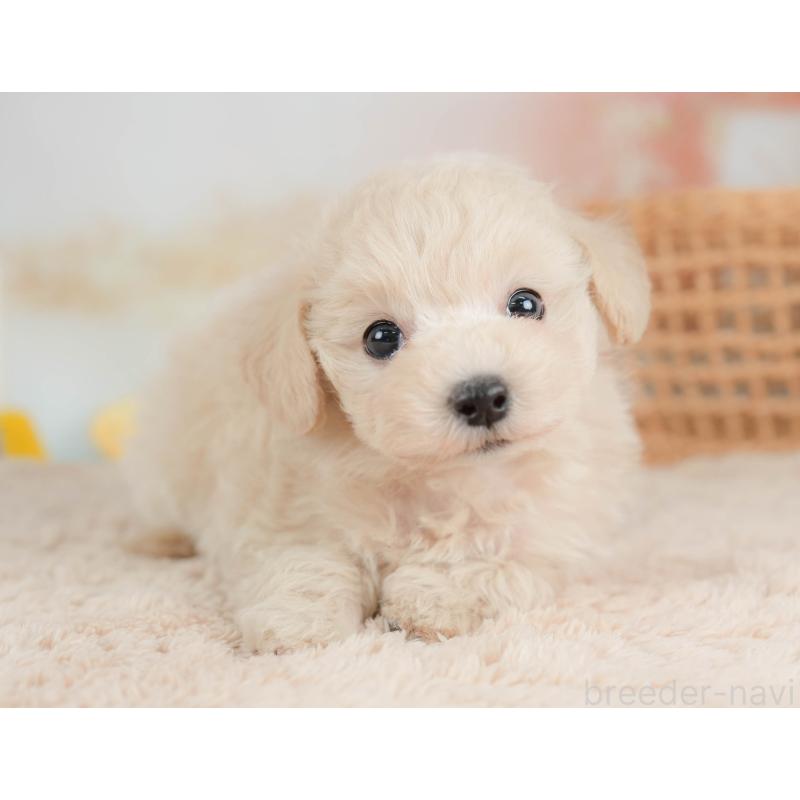 販売中の栃木県のマルプー:マルチーズ×トイプードル-436567の6枚目