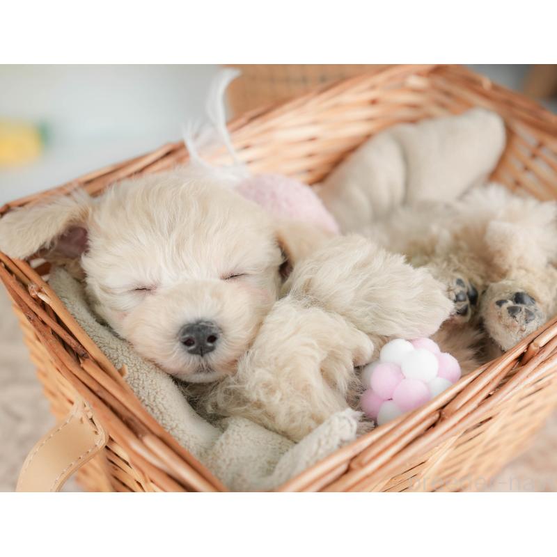 販売中の栃木県のマルプー:マルチーズ×トイプードル-436567の5枚目