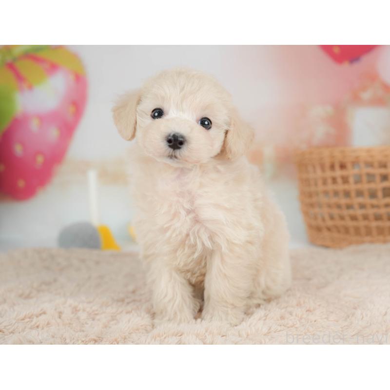 販売中の栃木県のマルプー:マルチーズ×トイプードル-436567の4枚目