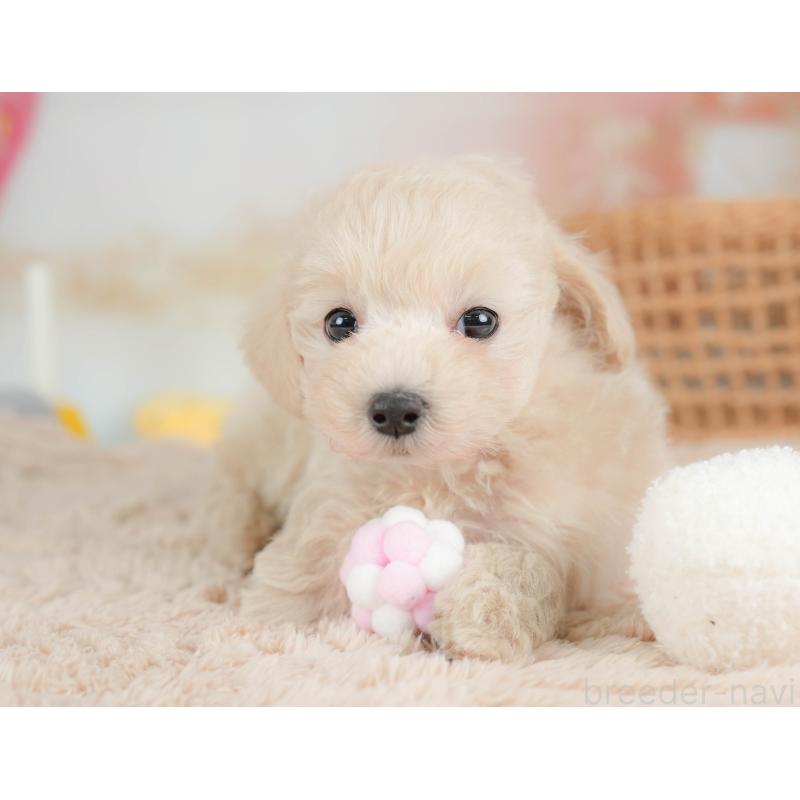 販売中の栃木県のマルプー:マルチーズ×トイプードル-436567の3枚目