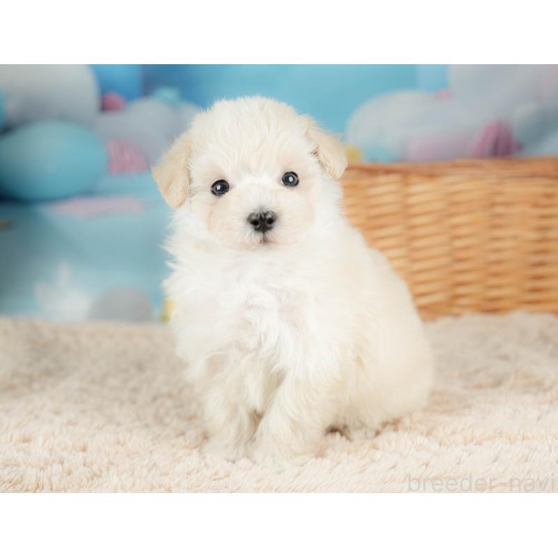 販売中の栃木県のマルプー:マルチーズ×トイプードル-436568