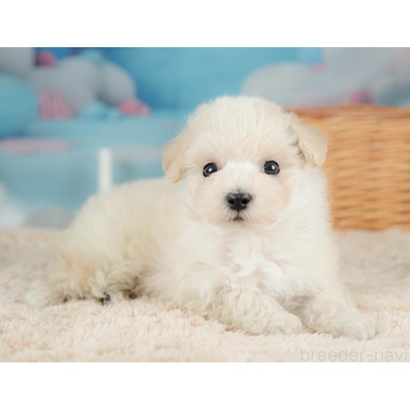 販売中の栃木県のマルプー:マルチーズ×トイプードル-436568の11枚目