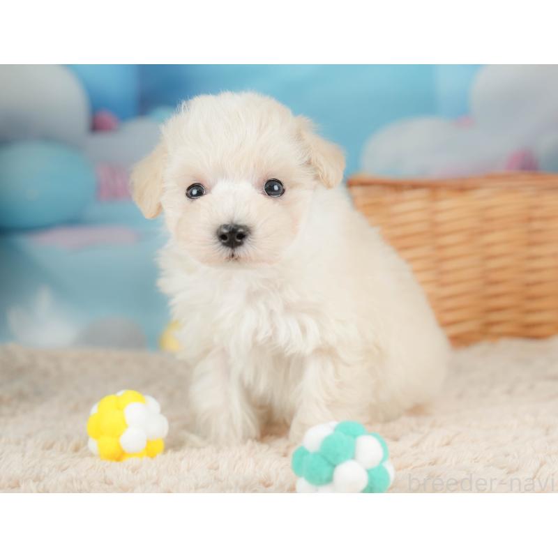 販売中の栃木県のマルプー:マルチーズ×トイプードル-436568の10枚目