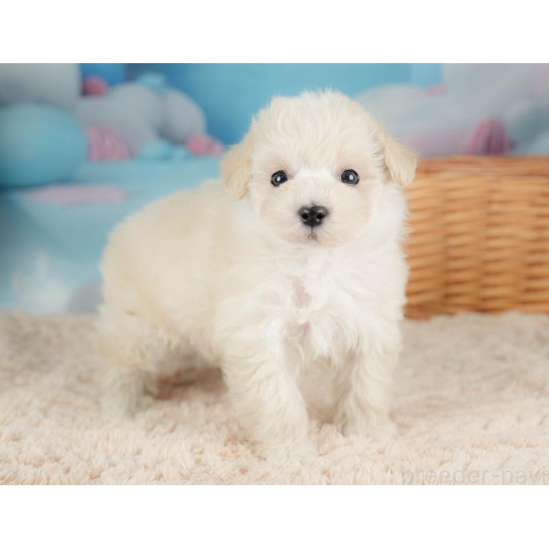 販売中の栃木県のマルプー:マルチーズ×トイプードル-436568の9枚目