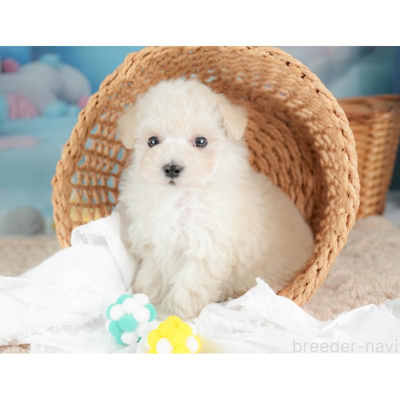 販売中の栃木県のマルプー:マルチーズ×トイプードル-436568の8枚目