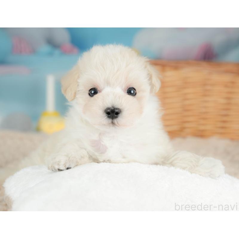 販売中の栃木県のマルプー:マルチーズ×トイプードル-436568の7枚目